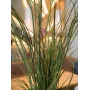 EUROPALMS hierba de caña artificial, 145cm, verde/marrón, en maceta 82600229