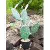 EUROPALMS Planta artificial cactus de hoja, 76 cm, en maceta, verde 82600064