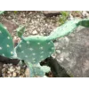 EUROPALMS Planta artificial cactus de hoja, 76 cm, en maceta, verde 82600064