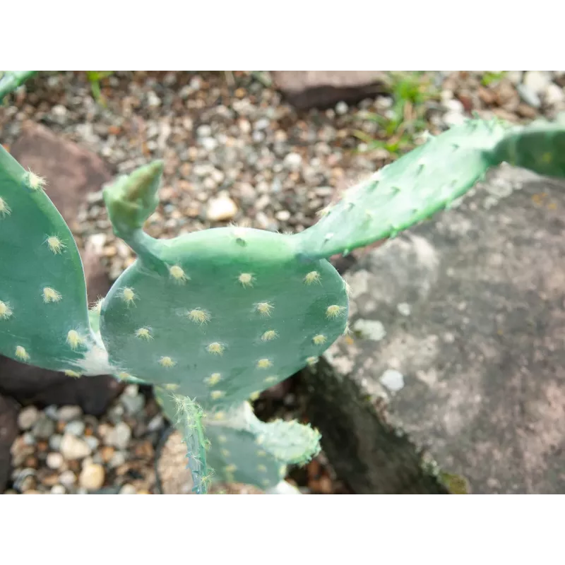 EUROPALMS Planta artificial cactus de hoja, 76 cm, en maceta, verde 82600064