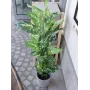 EUROPALMS Planta artificial Dieffenbachia 120cm 82508306