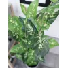 EUROPALMS Planta artificial Dieffenbachia 120cm 82508306
