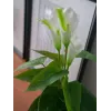 EUROPALMS Calla mini Planta artificial de cala, blanca, 43 cm 82540347