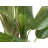 EUROPALMS Plátano artificial, 170cm, hojas verdes, maceta negra 82509539