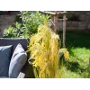 EUROPALMS Haz de hierba artificial, 118 cm 82600136