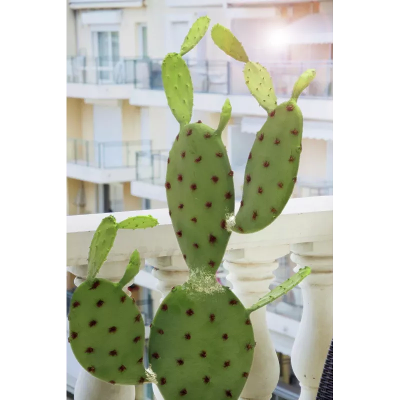 EUROPALMS Cactus de hoja planta artificial, 75 cm 82600068
