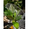 EUROPALMS Arbusto de acelga artificial, 45 cm, verde 82508302
