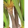 EUROPALMS Agave sabretooth planta artificial, 185 cm 82600030