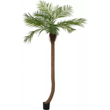 EUROPALMS Luxor Palmera fénix artificial curvada, 240 cm 82510726