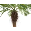EUROPALMS Luxor Palmera fénix artificial curvada, 240 cm 82510726