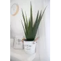 EUROPALMS Planta de aloe vera artificial, 60 cm, maceta negra 82600167