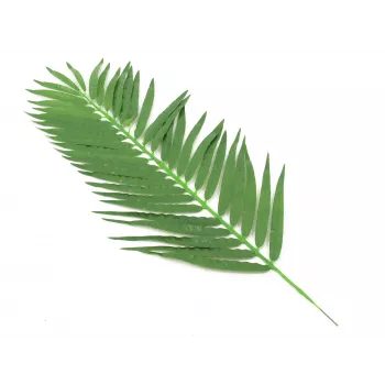 EUROPALMS Hoja de palmera cocotera, artificial, 110 cm, pack de 12 82509897