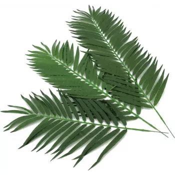 EUROPALMS hojas de palmera cocotera artificiales, 80 cm, set de 12 piezas 82509895