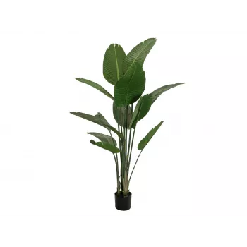EUROPALMS estrelitzia artificial, 170 cm 82540523