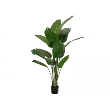 EUROPALMS estrelitzia artificial, 170 cm 82540523