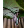 EUROPALMS Planta artificial de alocasia, 140 cm, verde, maceta negra 82508464