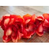 EUROPALMS Rama de cymbidium, artificial, roja, 90 cm (82530315)