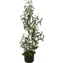 EUROPALMS olivo artificial, 90 cm 82506422