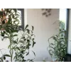 EUROPALMS olivo artificial, 90 cm 82506422