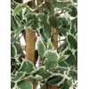 EUROPALMS Ficus benjamina plateado planta artificial, 180 cm 82506116