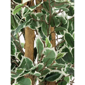 EUROPALMS Ficus benjamina plateado planta artificial, 180 cm 82506116