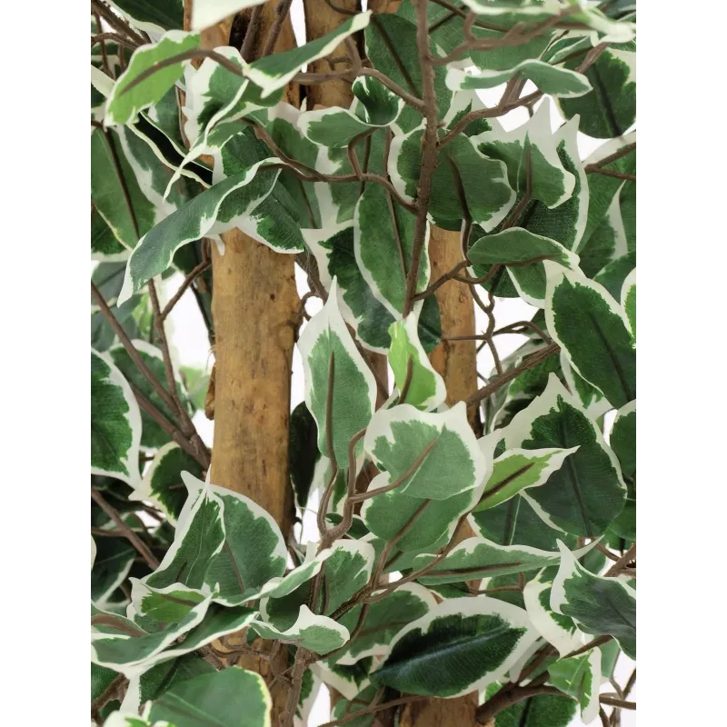 EUROPALMS Ficus benjamina plateado planta artificial, 180 cm 82506116