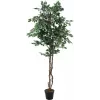 EUROPALMS Ficus benjamina plateado planta artificial, 180 cm 82506116