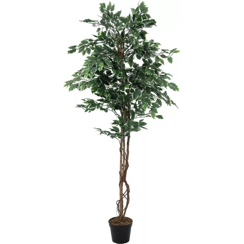 EUROPALMS Ficus benjamina plateado planta artificial, 180 cm 82506116