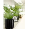 EUROPALMS Palmera de abanico artificial en maceta, 55 cm 82509401