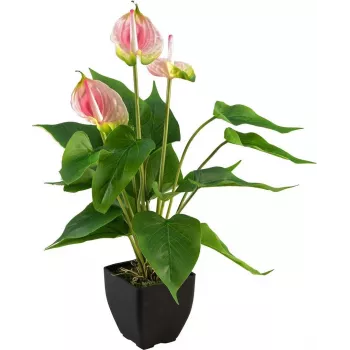 EUROPALMS anturio artificial, blanco-rosa 82540348