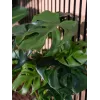 EUROPALMS Monstera deliciosa planta artificial, 90 cm 82600220