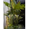 EUROPALMS Filodendro Split-Leaf planta artificial, 120 cm 82600222