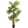 EUROPALMS Palmera de abanico artificial, 165 cm 82509305