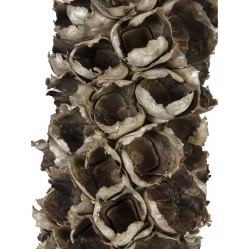 EUROPALMS Cacho Coco Palmera de coco artificial, 120-190 cm, tronco de madera real, 12 hojas, interior 83502349