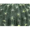EUROPALMS cactus bola artificial, 34 cm 82600063