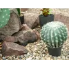 EUROPALMS cactus bola artificial, 34 cm 82600063