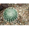 EUROPALMS cactus bola artificial, 34 cm 82600063