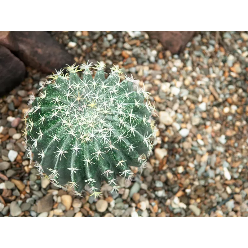 EUROPALMS cactus bola artificial, 34 cm 82600063