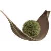 EUROPALMS Bola de suculentas (EVA), planta artificial, verde, 20cm 82531071