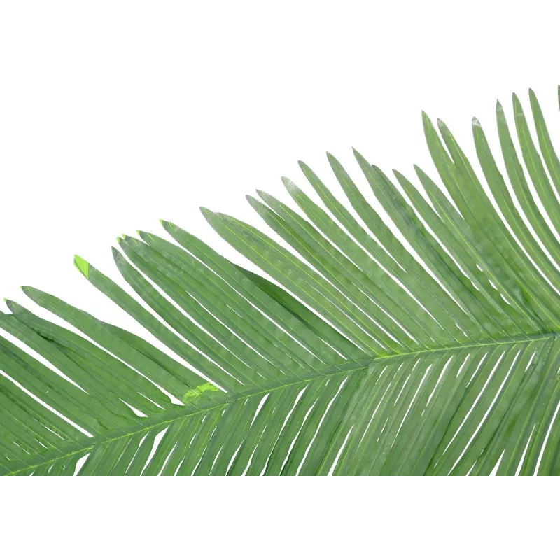 EUROPALMS Hoja de palmera real de coco artificial, 180cm 82509847