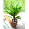 EUROPALMS Palmera cica artificial, 70 cm 82509604