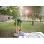 EUROPALMS bananero artificial, 210 cm 82509507