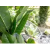 EUROPALMS bananero artificial, 210 cm 82509507