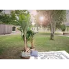 EUROPALMS bananero artificial, 210 cm 82509507