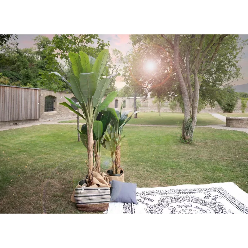 EUROPALMS bananero artificial, 210 cm 82509507