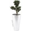 EUROPALMS Bonsái Podocarpus planta artificial, 80 cm 82600116