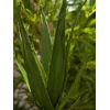 EUROPALMS Aloe (EVA), artificial, verde, 50 cm (82530570)