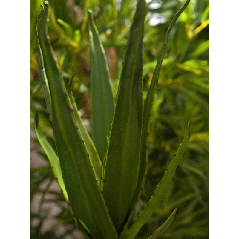 EUROPALMS Aloe (EVA), artificial, verde, 50 cm (82530570)