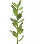 Planta artificial brote de árbol de la suerte EUROPALMS, 30 cm 82809010