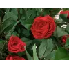 Árbol de camelias rojo con maceta EUROPALMS, planta artificial, 180 cm 82507226